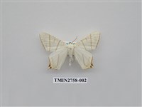 藏品(尺蛾327)的圖片